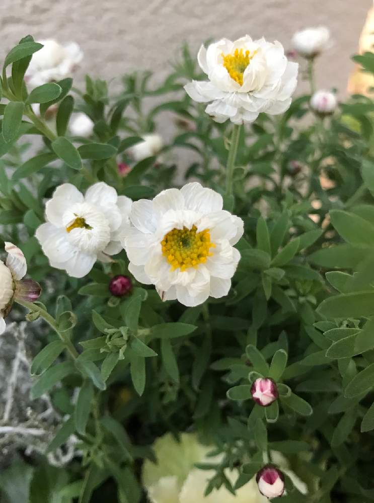 花かんざしの投稿画像 By バジルさん 鉢植えと玄関前と花のある暮らし 19月1月7日 Greensnap グリーンスナップ