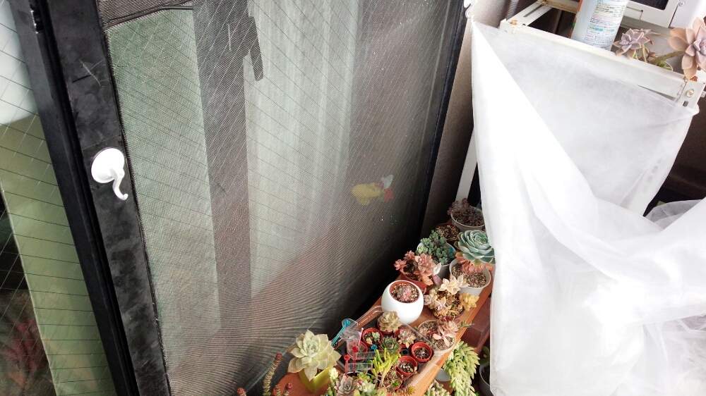 ベランダ多肉に簡単霜よけシート Greensnap グリーンスナップ