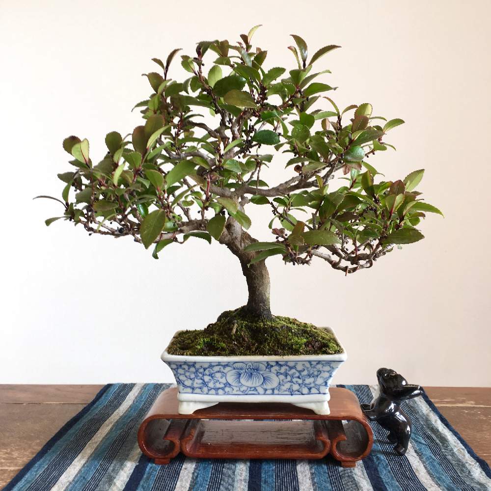 ヒサカキの投稿画像 By Amelieさん 姫榊と山採りと和の趣と和の心とミニ盆栽と鉢植えと小品盆栽と盆栽とbonsai 19月1月7日 Greensnap グリーンスナップ ヒサカキの投稿画像 By Amelieさん 姫榊と山採りと和の趣と和の心とミニ盆栽と鉢植えと小品盆栽と盆栽とbonsai 19月1月7日 Greensnap グリーンスナップ