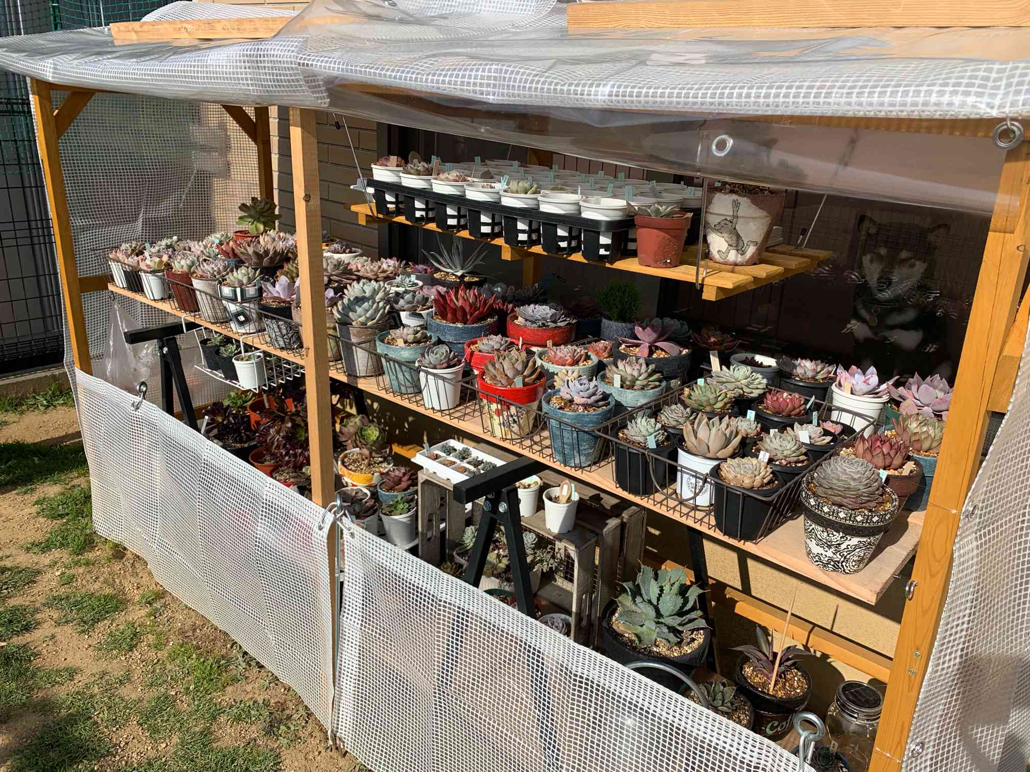 我が家の多肉、冬対策｜🍀GreenSnap（グリーンスナップ）