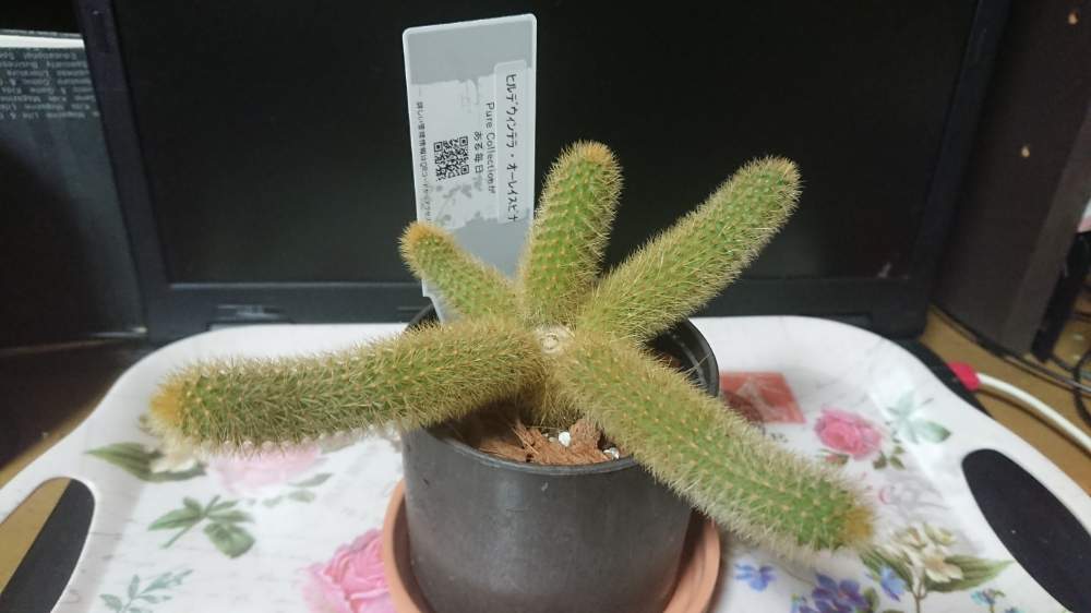 プレミア商品 ヒルデウィンテラ 確認用です 累計販売2万枚突破 プレミア商品 ヒルデウィンテラ 確認用です 累計販売2万枚突破