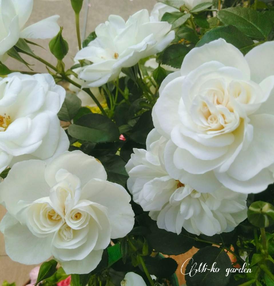 白いバラの投稿画像 By みーこさん 癒しとスタンダード仕立てバラと綺麗と可愛いとガーデニングと花のある暮らしと薔薇の花 19月1月7日 Greensnap グリーンスナップ
