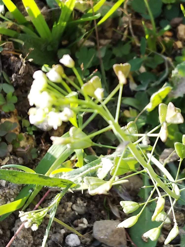 ナズナの投稿画像 By Kasumiさん 白いはなとナズナ属と今日の花とシロバナとかわいいと白い花と小さな花とかわいいな とぺんぺん草 19月1月7日 Greensnap グリーンスナップ