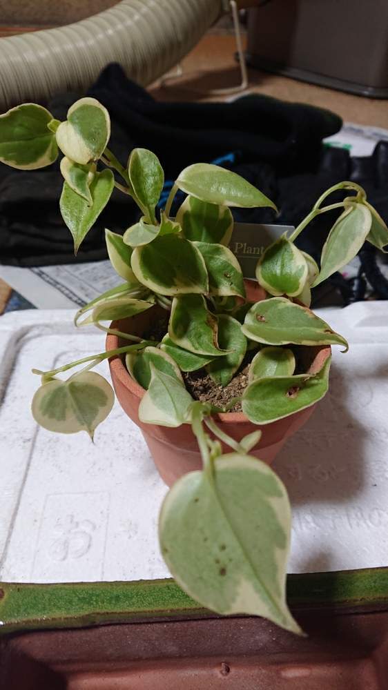 ペペロミアの投稿画像 By やなかわさん 植物のある暮らしと植物男子と応急処置と挿し木と植中毒とダイソー産 19月1月7日 Greensnap グリーンスナップ