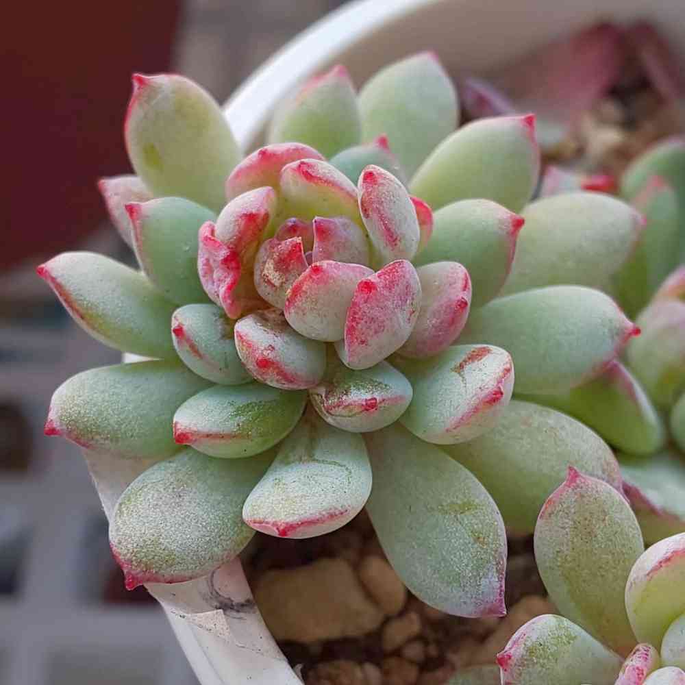 ラウイ×グロブローサの一覧｜🍀GreenSnap（グリーンスナップ）