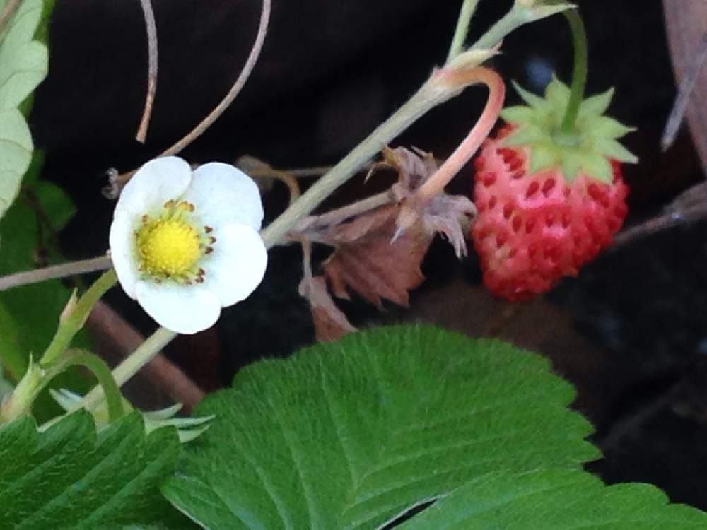 イチゴの投稿画像 By てんとう虫さん イチゴの花とワイルドストロベリーと白い花 19月1月8日 Greensnap グリーンスナップ