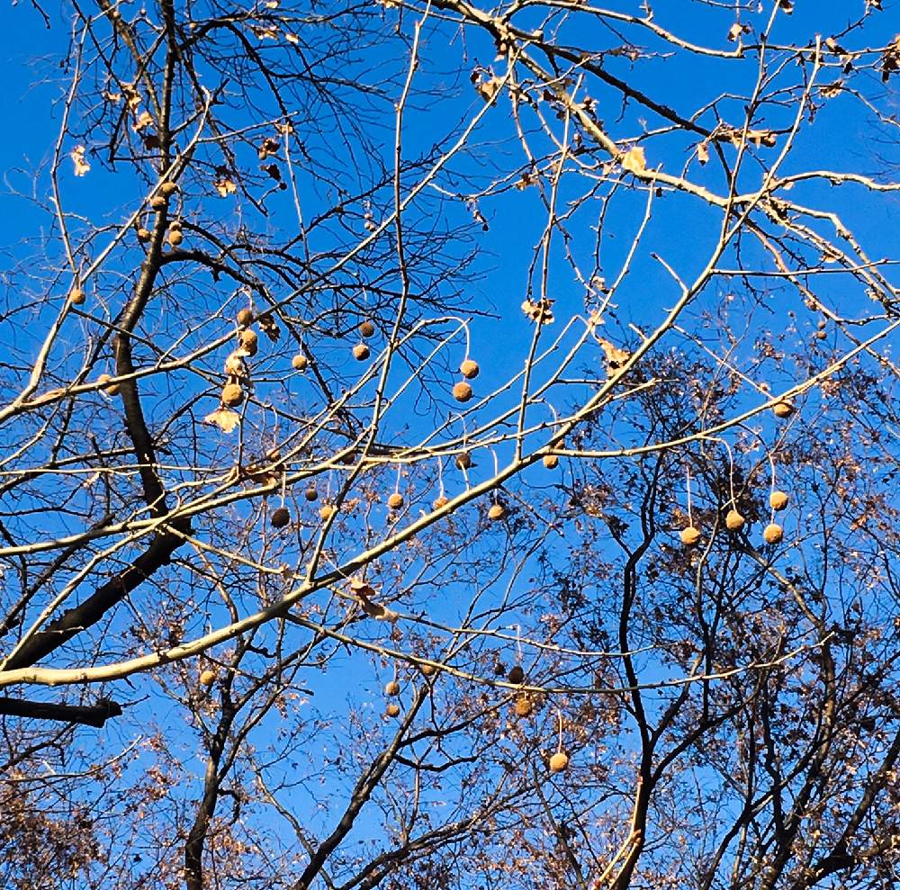 プラタナスの実の投稿画像 By みゃんさん 東京ですが と実のなる木と冬の木とステキな木 と東京ですが と実のなる木と冬の木とステキな木 19月1月8日 Greensnap グリーンスナップ Greensnap グリーンスナップ