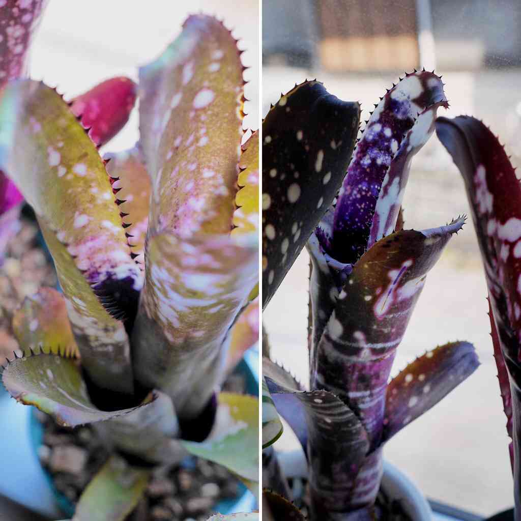 ビルベルギア・ディッピン ドッツの一覧｜🍀GreenSnap（グリーンスナップ）