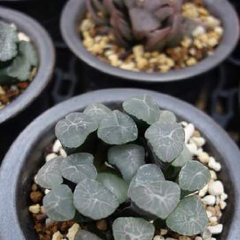 ハオルチア販売の投稿画像一覧 Greensnap グリーンスナップ