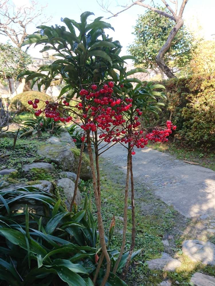 お出かけ先の投稿画像 By まっさんno 1さん マンリョウの赤い実とgs映えと石光寺の庭園にてとオモト 万年青 と赤い実とマンリョウの赤い実 とgs映えと石光寺の庭園にてとオモト 万年青 と赤い実 19月1月8日 Greensnap グリーンスナップ Greensnap