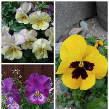 頑張って咲いてますの画像 by 雪花子さん | 小さな庭と楽しんでますと虹色スミレ♡とお花大好きと寄せ植え初心者とGSのみなさんに感謝♡と頑張って咲いてますと花に癒されると花のある暮らしとボニータ