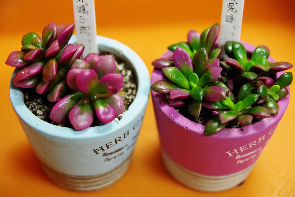 吹雪の松の投稿画像 By たけまるさん 桜吹雪と多肉植物と植物のある暮らしとgs映えと花のある暮らしとバルコニストとアナカンプセロス 属とスベリヒユ科 19月1月9日 Greensnap グリーンスナップ