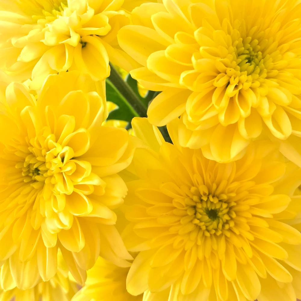 切り花を楽しむの投稿画像 By Kukkaさん スプレーマム と黄色い花と春色と花のある暮らし 19月1月9日 Greensnap グリーンスナップ