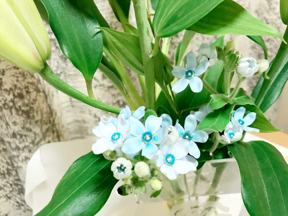 ブルースターの投稿画像 By Mirei 0969さん 百合と植物好きな方と繋がりたいと綺麗と今日の花と可愛いと花のある暮らしと染まる季節 19月1月9日 Greensnap グリーンスナップ