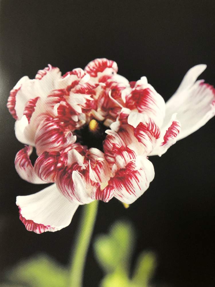ラナンキュラス モロッコエルフードの投稿画像 By 花ママ さん 小さなしあわせ と千葉県と春が来た と赤い花と可愛いと花のある暮らしとかわいいとかわいいな とふしぎな花 19月1月9日 Greensnap グリーンスナップ