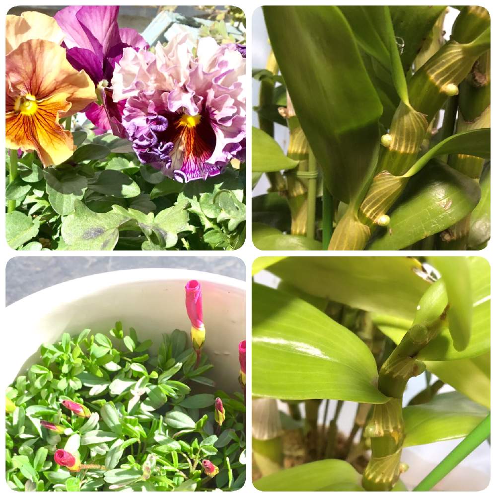 デンドロビウムセカンドラブ の投稿画像 By こっしーさん デンドロビウム グレートウエイブ ラッキードラゴンとオキザリス 桃の輝きとオキザリスとパンジー ローブドゥアントワネットとセカンドラブ トキメキとグレートウェイブラッキードラゴンと植物のある暮らしと癒し