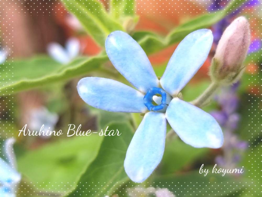 花の形が可愛いの投稿画像 By ｱﾙﾋﾉｺﾕﾐ さん オキシペタルムブルースターと寄せ植えと青い花と夏の花と美しいと今日の花と可愛いと花の ある暮らしと青い花大好きと色あざやか 19月1月9日 Greensnap グリーンスナップ