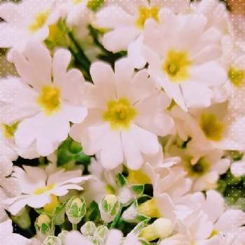 サクラソウ草　寄せ植えの画像 by *ｱﾙﾋﾉｺﾕﾐ*さん | 玄関と元気いっぱいとなかよしとサクラソウ草　寄せ植えと寄せ植えと寄り添ってとサクラソウ♡と小さな白いお花と美しいと可愛いと花のある暮らしと白い花