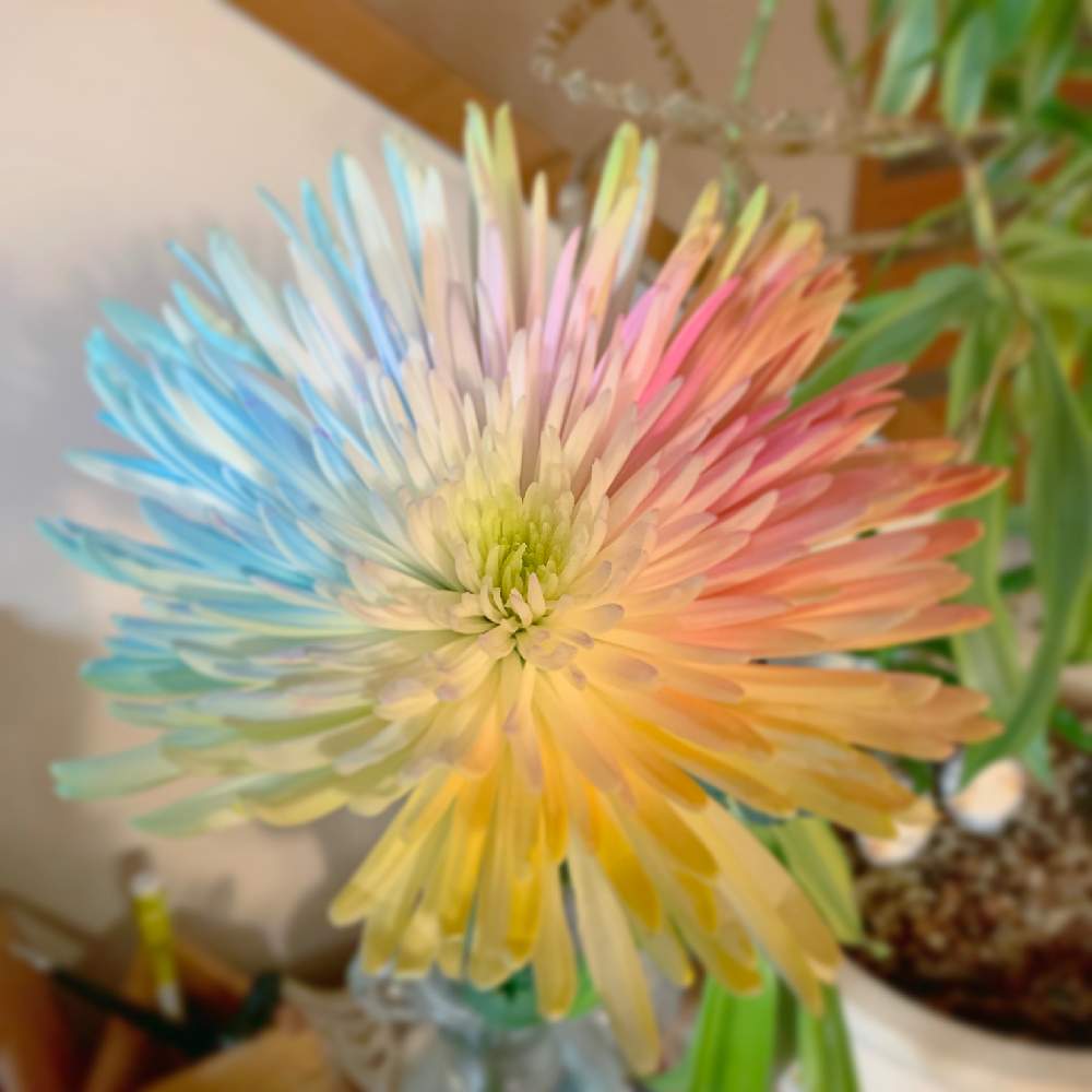 虹色の花の投稿画像 By Tomo19さん 珍奇植物と珍しい植物と花のある暮らしとレインボーフラワーと珍しい花 19月1月9日 Greensnap グリーンスナップ