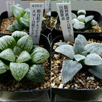 多肉植物 ハオルチア ピクタ錦 特白タイプ huillinaventura.cl