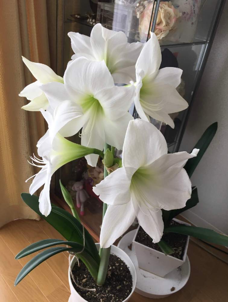 19 アマリリスの成長記録 Greensnap グリーンスナップ