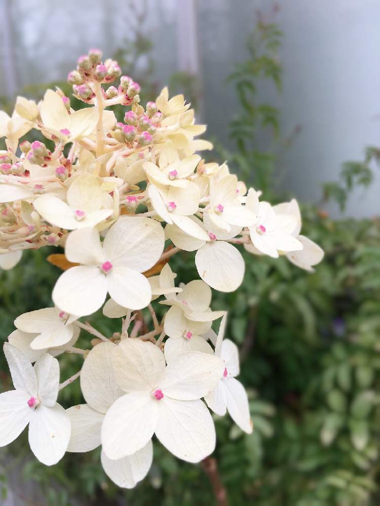 ノリウツギ ライムライトの投稿画像 By Sorairoさん 小さな庭と花のある暮らしとピラミッドアジサイ とノリウツギ ライムライトと紫陽花 アジサイ あじさいと花のある暮らしとピラミッドアジサイ とノリウツギ ライムライトと紫陽花 アジサイ あじさい 19月1月10日