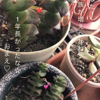 クラッスラ 南十字星,クラッスラ 南十字星,多肉植物,花のある暮らし,クラッスラ劇場の画像