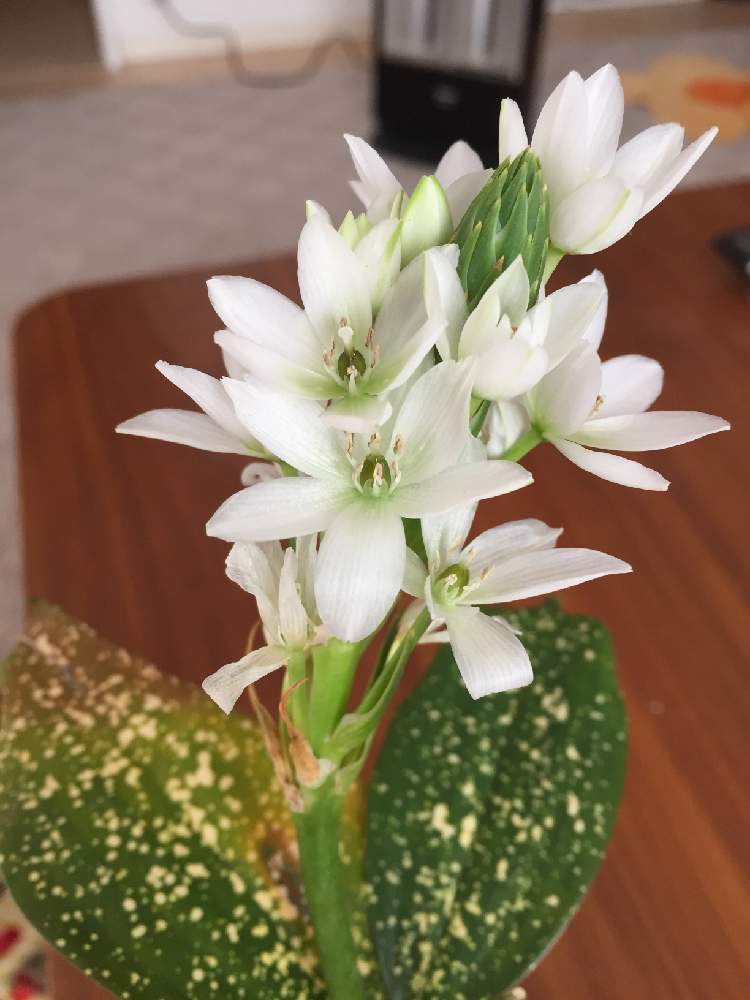 元のオーニソガラム シルソイデス 最高の花の画像