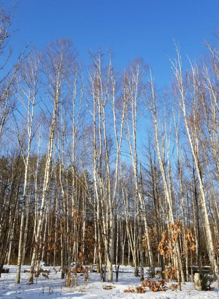 シラカンバの投稿画像 By みう3さん 白樺と白樺の木と樹木と北海道の冬と北海道と森林浴 19月1月11日 Greensnap グリーンスナップ