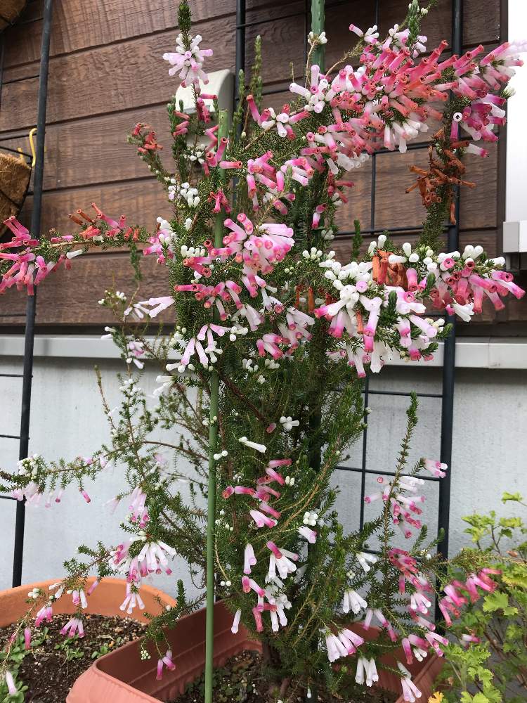 エリカの投稿画像 By こはもこさん エリカ ホワイトデライトとエリカホワイトデライトと白い花と花のある暮らしとピンクの花 19月1月11日 Greensnap グリーンスナップ