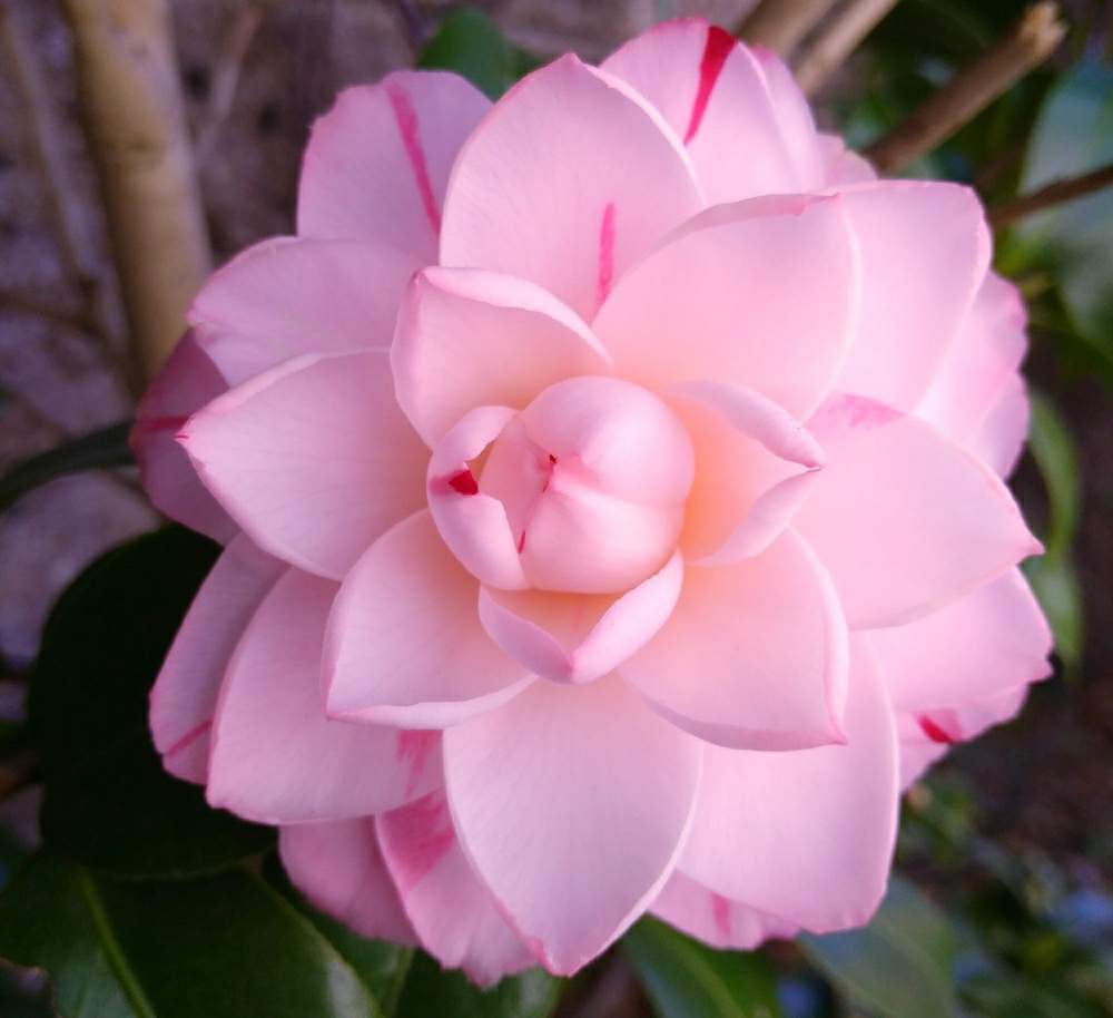 ツバキの投稿画像 By ミキさん 椿の花と咲いた とガーデニングと冬の花とピンクの花と1 000万枚突破 19月1月11日 Greensnap グリーンスナップ