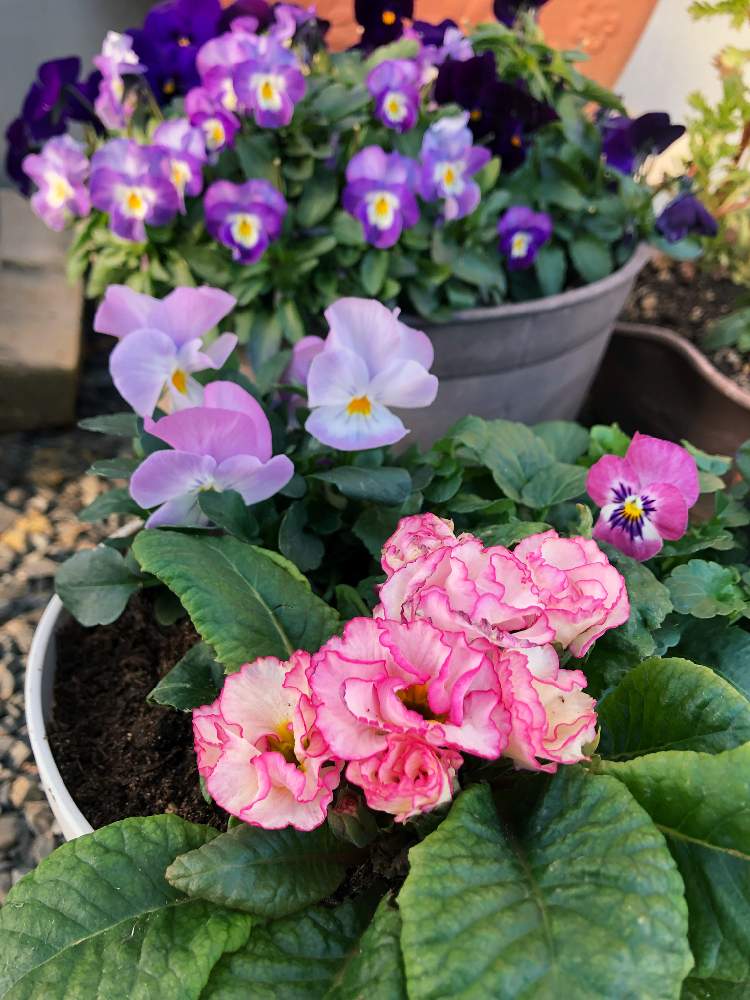バラ咲きジュリアンの投稿画像 By Kanasukeさん ビオラとピンク ピンク ピンク とビオラ パンジーとピンク ピンクとgs映えと頑張れと根付くかなとピンクが好きと可愛いと花 のある暮らしと可愛いピンク色 とやっぱり花が好き とコメリ大好きおばさん 19月1月