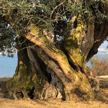 樹齢1000年の画像 by acco☆sunさん | お出かけ先と旅先と樹齢1000年とオリーブの木❕と小豆島