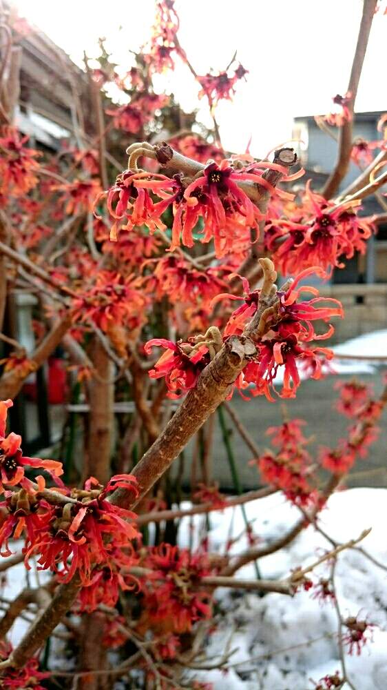 アカバナ マンサクの投稿画像 By Harkaさん マンサクと花のある暮らしと花はいいねぇと地植えと赤い花 19月1月11日 Greensnap グリーンスナップ