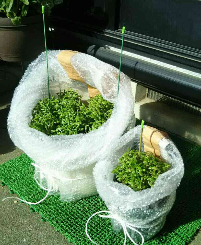 屋外での冬対策。各鉢サイズに合ったドーム♡ (安い・簡単・楽チン管理