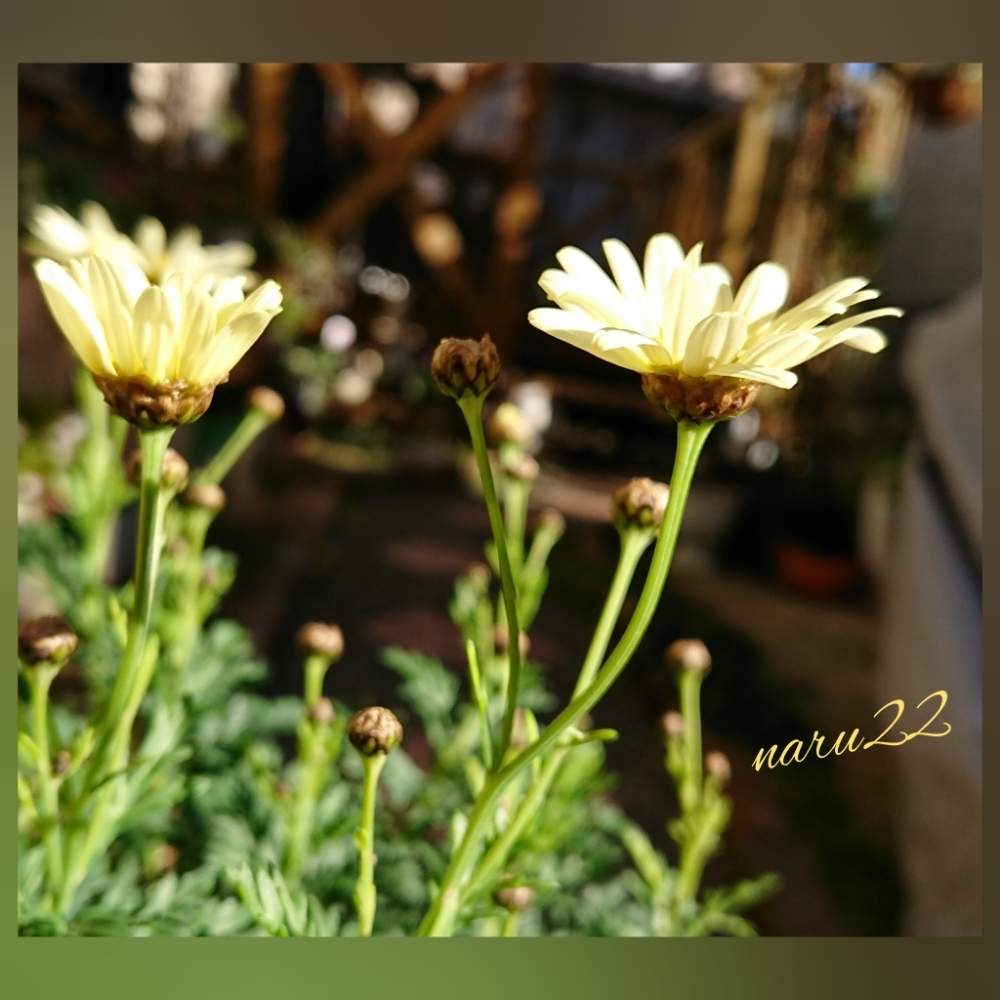 マーガレット ムーンライトの投稿画像 By Naru22さん 私の癒し と冬の主役と寄せ植えと可愛い蕾たちと花のある暮らし 19月1月12日 Greensnap グリーンスナップ