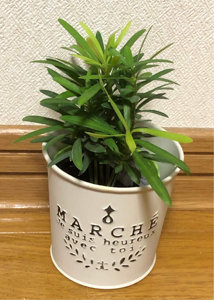 ラカンマキの投稿画像 By ぽむさん 植物のある暮らし 19月1月12日 Greensnap グリーンスナップ