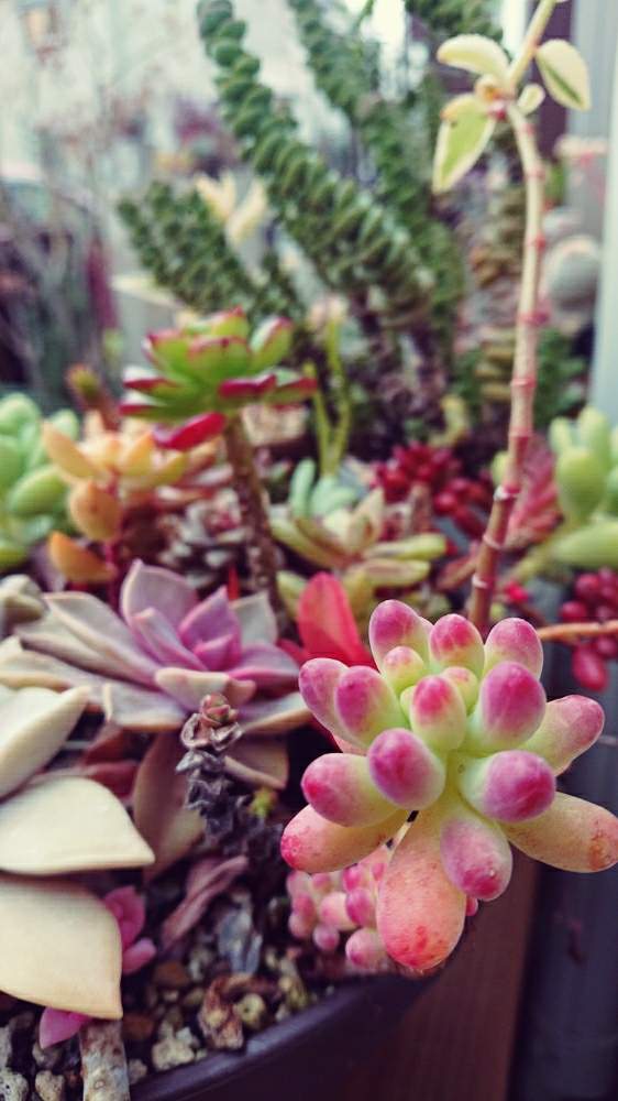 多肉植物の寄植えの投稿画像 By Targaryenさん 多肉植物とよせ植えとぷにぷにとカラフルと多肉大好きとgs映えと多肉 のある暮らしとgs日和とタニラーと珍奇植物とキモカワ系とぷっくり 19月1月12日 Greensnap グリーンスナップ 多肉植物の寄植えの投稿画像 By Targaryenさん 多肉植物とよせ植えとぷにぷにとカラフルと多肉大好きとgs映えと多肉 のある暮らしとgs日和とタニラーと珍奇植物とキモカワ系とぷっくり 19月1月12日 Greensnap グリーンスナップ