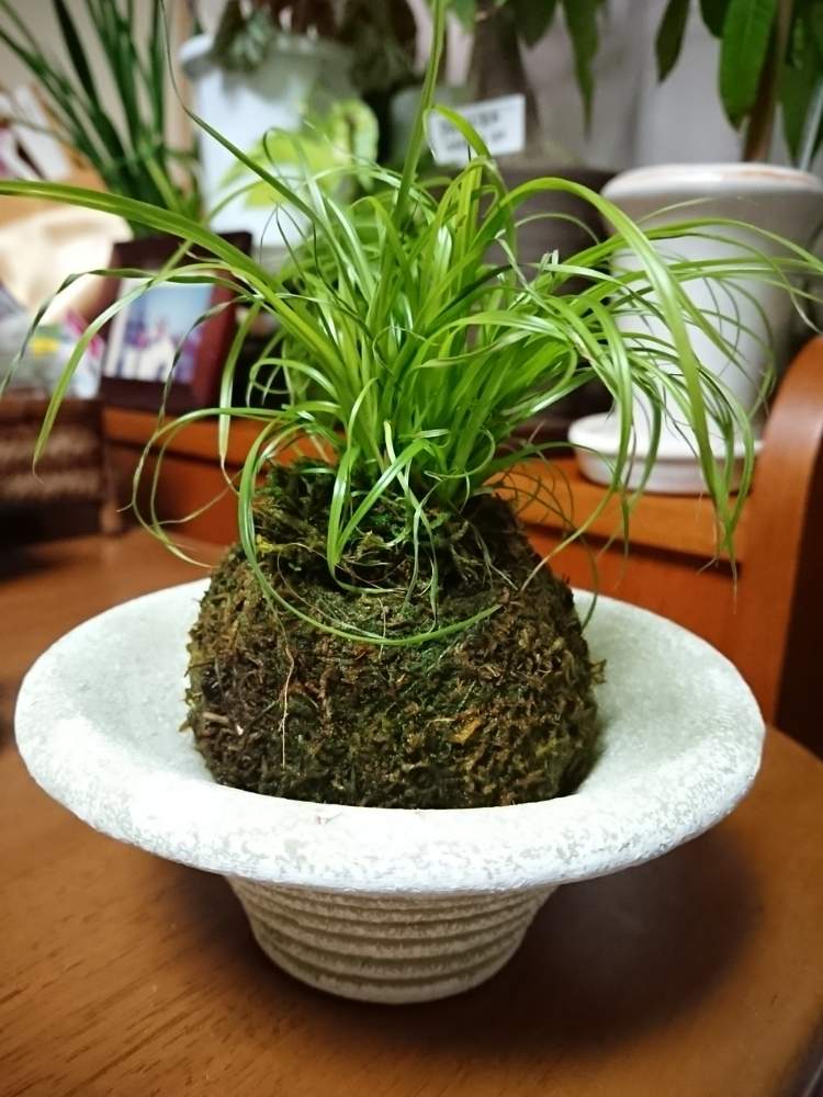 観葉植物の投稿画像 By Botanii さん 植物のある暮らしとボタニカルライフとbotanii S Houseplants と苔玉 とhouseplantsと苔玉とカインズホーム 19月1月12日 Greensnap グリーンスナップ