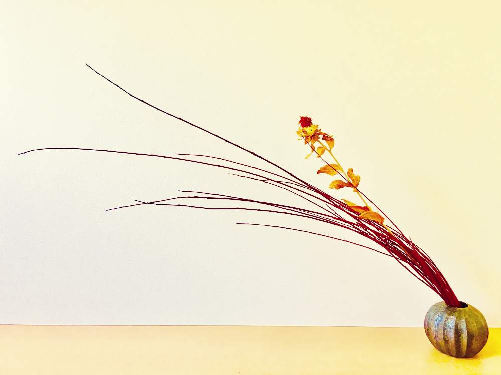レッドウィローの投稿画像 By Apricot53さん ベニバナと紅花と玄関と植物のある暮らしとドライ フラワーと花器といけばなとフラワーアレンジメントと花のある暮らしと切り花と生け花と植物のある暮らしとドライフラワーと花器といけばなとフラワーアレンジメントと花の