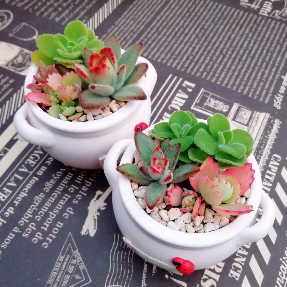 アロマティカスの投稿画像 By ねっこ さん 子宝草と月兎耳 ツキトジ と多肉植物とイベント用と香川県と多肉植物寄せ植えとイベント出店とタニラーとかわいいな と多肉寄せ植えとやっぱり七福神が好きとカランコエ属 19月1月13日 Greensnap グリーンスナップ