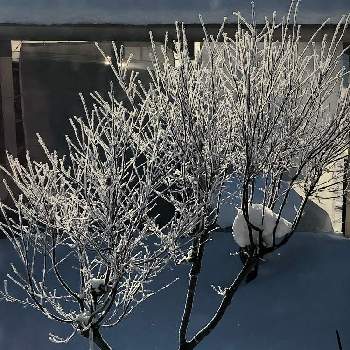 コチアダイヤモンドダストの投稿画像一覧 Greensnap グリーンスナップ