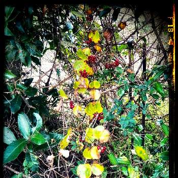 山帰来の投稿画像一覧 Greensnap グリーンスナップ