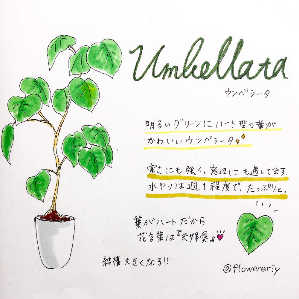 ウンベラータの投稿画像 By エリさん 観葉植物とわが家の観葉植物 と観葉植物がスキと花のある暮らしとインテリアグリーン 19月1月13日 Greensnap グリーンスナップ