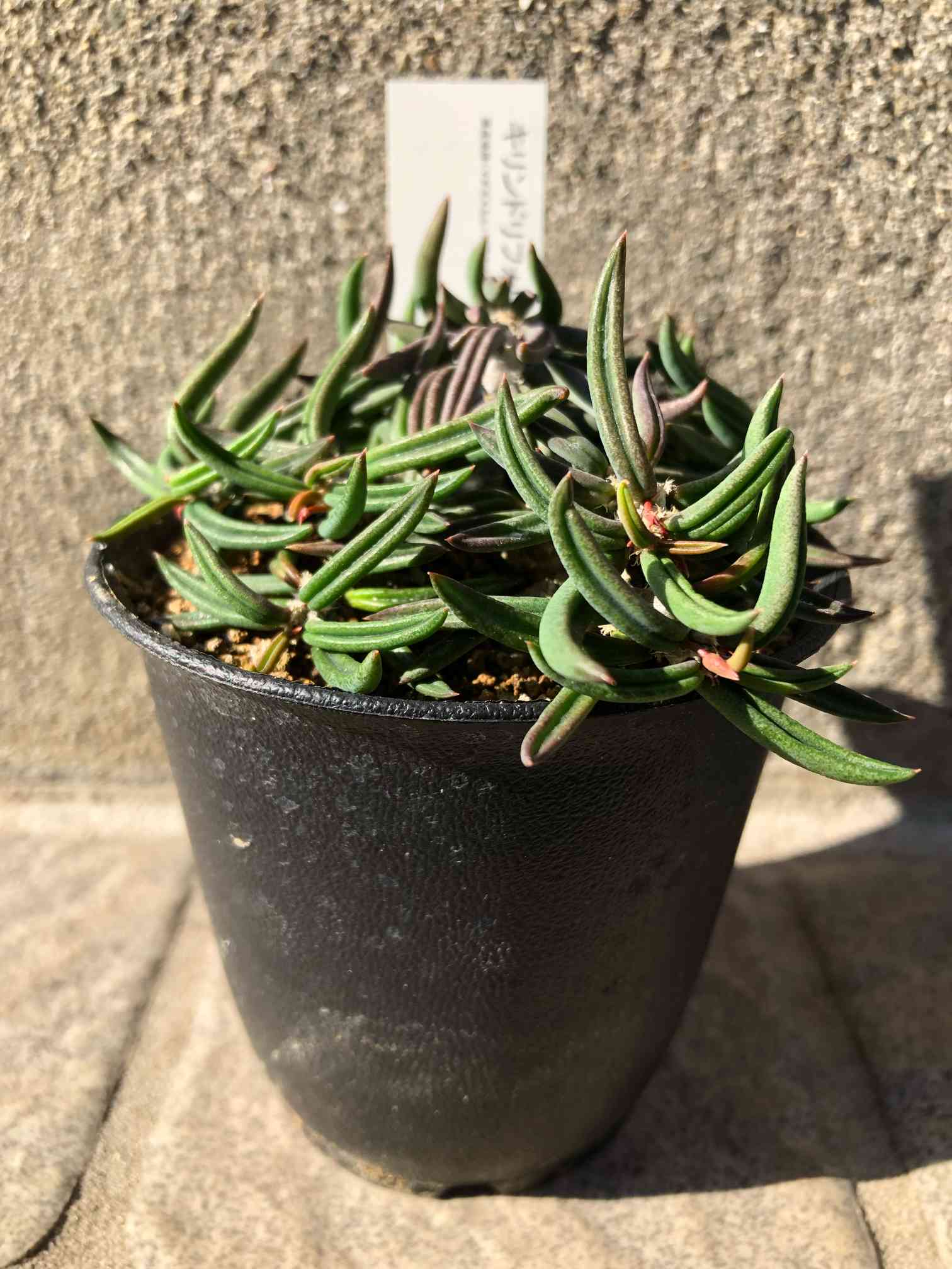 ユーフォルビア・キリンドリフォリア(トゥビフェラ｜🍀GreenSnap