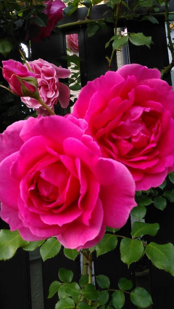 ピンクバラの投稿画像 By ねいおみさん ばら バラ 薔薇とつるバラとお庭と暮らすと薔薇パレードとバラが好きと花のある暮らしとバラ 四季咲きとバラ ミニバラと花が好き 19月1月13日 Greensnap グリーンスナップ