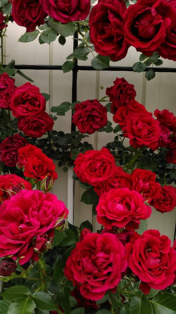 シンパシーの投稿画像 By ねいおみさん きれいなバラとばら バラ 薔薇とラティスとつるバラときれいなお花とお庭と暮らすと赤い花とトレリス仕立てとバラ が好きと花のある暮らしとバラ ミニバラと花が好きと赤いバラ 19月1月13日 Greensnap グリーンスナップ