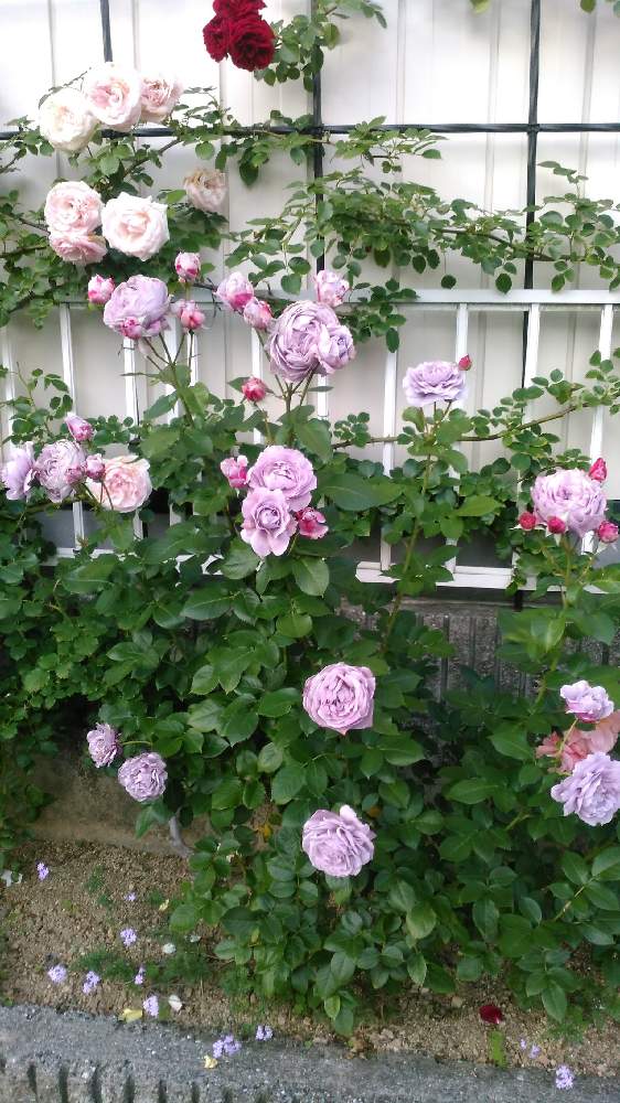 きれいなバラの投稿画像 By ねいおみさん ばら バラ 薔薇とムラサキの花とつるバラときれいなお花とノヴァーリス バラとノヴァーリス薔薇と紫のバラ とお庭と暮らすと薔薇ノヴァーリスとトレリス仕立てとバラが好きと花のある暮らしと青バラと花が好き 19月1月13日