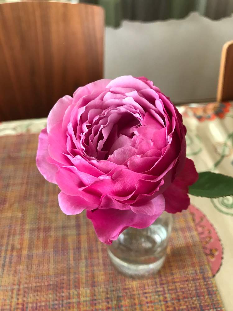 バラ フィネスの投稿画像 By Teftef さん インテリアと花のある暮らしとばら バラ 薔薇と花のある暮らしとばら バラ 薔薇 19月1月13日 Greensnap グリーンスナップ Greensnap グリーンスナップ バラ フィネスの投稿画像 By Teftef さん インテリアと花のある暮らしとばら バラ 薔薇と花のある暮らしとばら バラ 薔薇 19月1月13日 Greensnap グリーンスナップ Greensnap グリーンスナップ