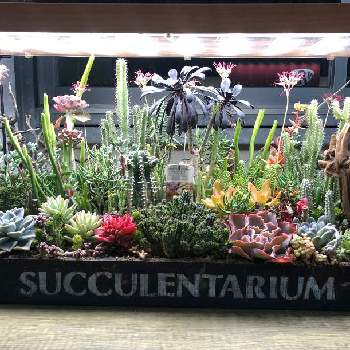 Succulentariumの投稿画像一覧 Greensnap グリーンスナップ